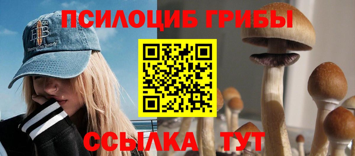 дарнет шоп  Вход с VPN  Псилоцибиновые грибы GOLDEN TEACHER  Северск  Псилоцибиновые грибы Psilocybine cubensis 